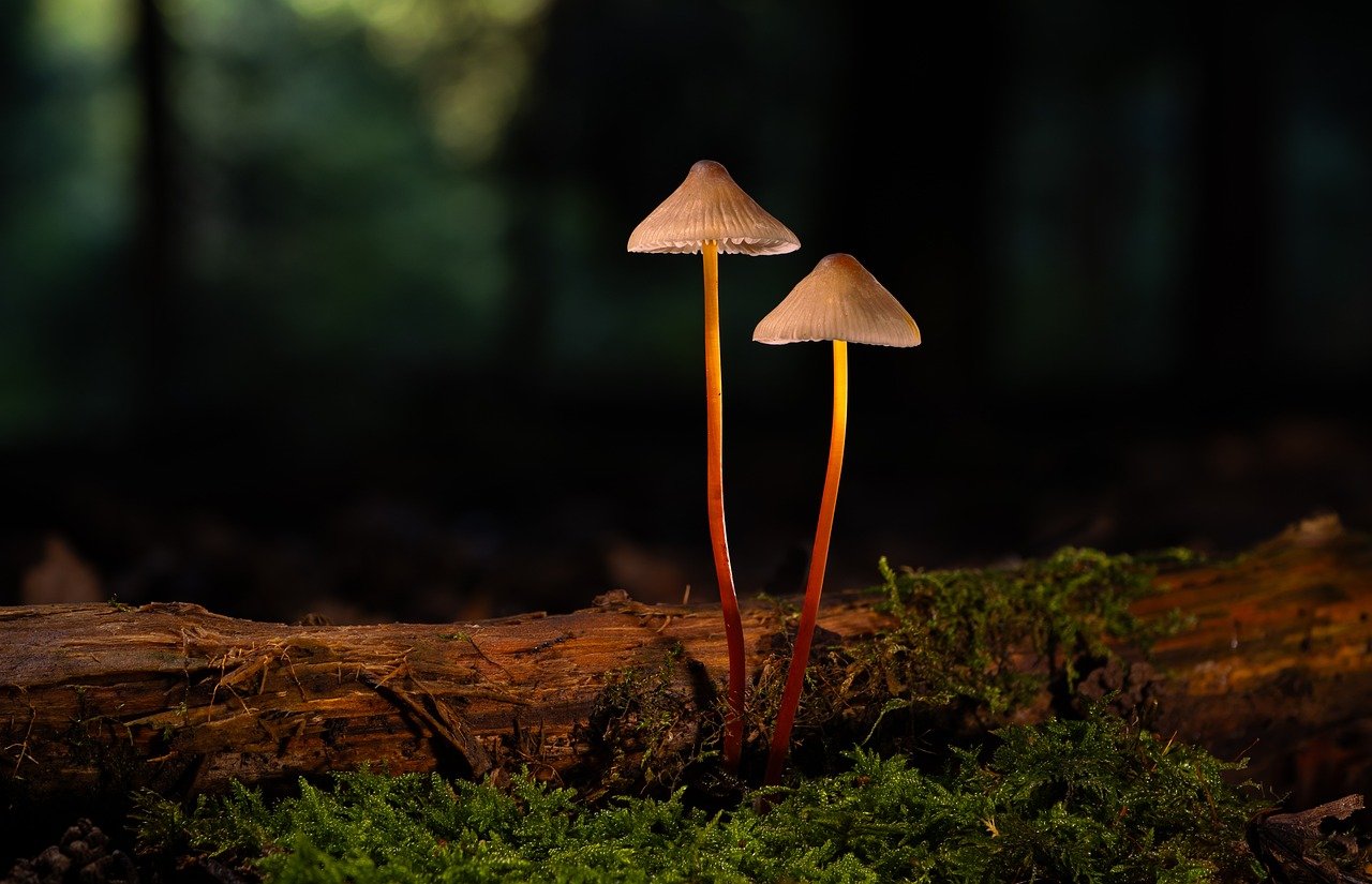 如何从吸烟公司施加的辛辣对抗广告策略中保持清醒头脑？